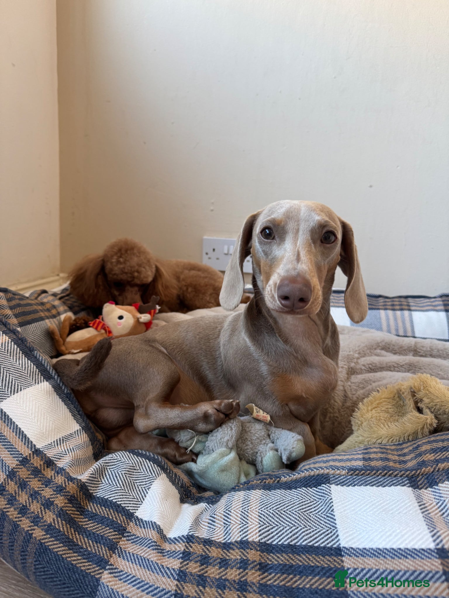 Miniature Dachshund dogs URGENT-Rehome Miniature Daschund Boy 9 months  - Advert 2