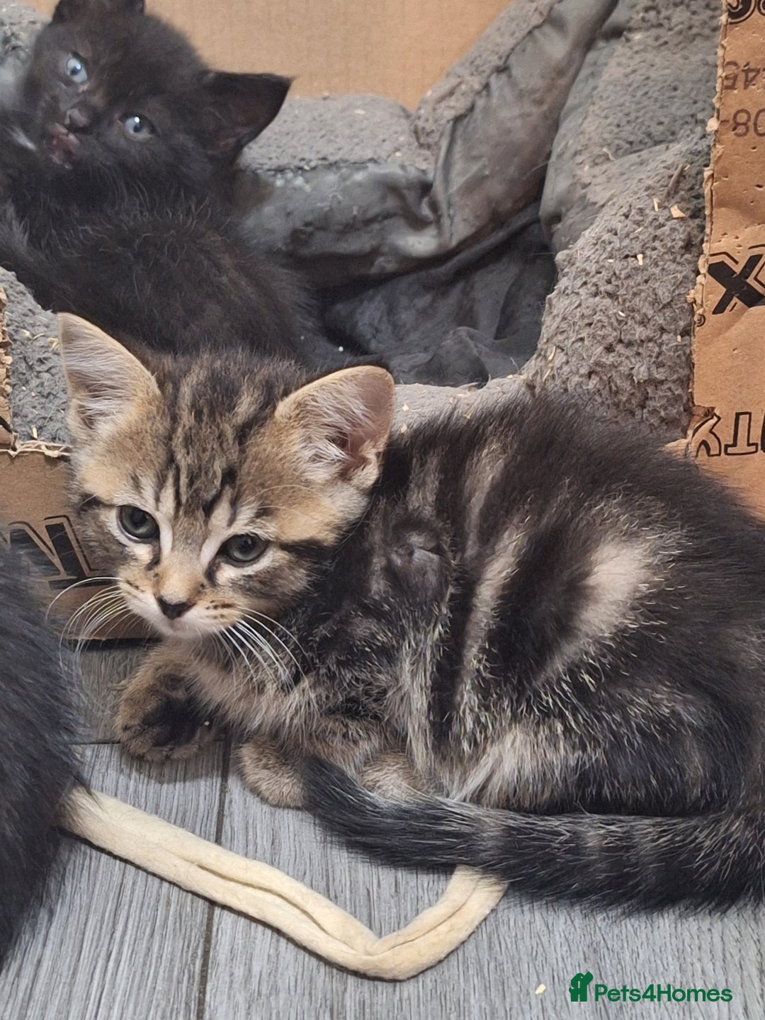 Ragdoll cats for sale: REDUCED LAST 2 KITTENS - Image 9
