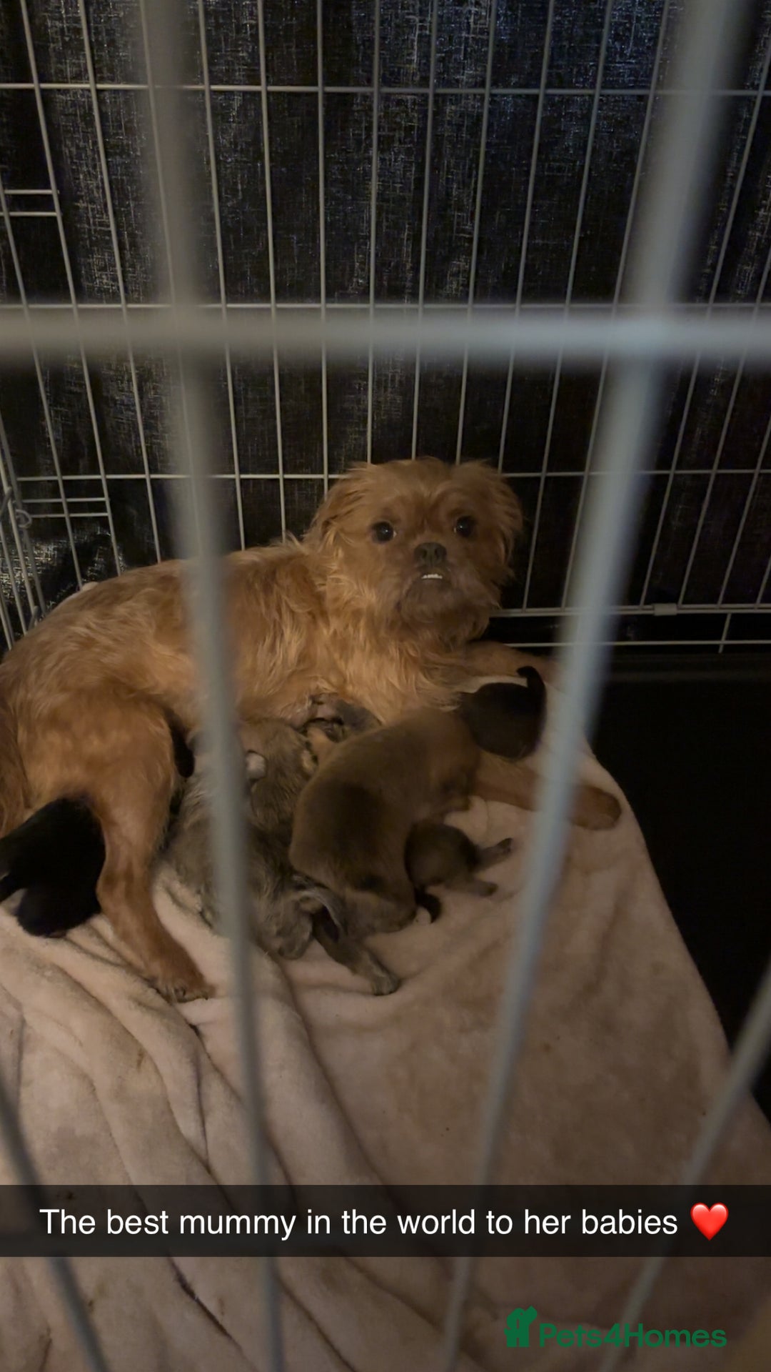 Mixed Breed dogs for sale: 6 beautiful puppies for sale, 3 female and 3 male - Image 6