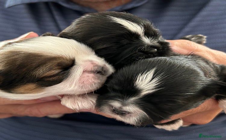 Shih Tzu dogs - Advert 5
