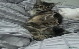 Domestic Shorthair cats for sale: 4 kittens ready to leave now - Image 3