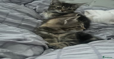 Domestic Shorthair cats - Advert 1