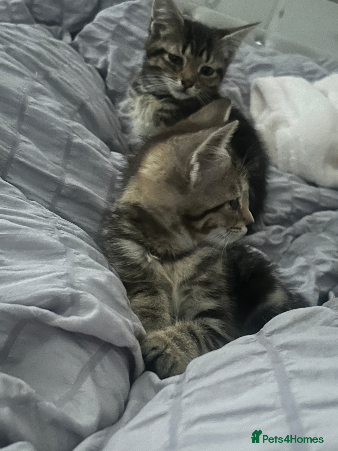 Domestic Shorthair cats for sale: 4 kittens ready to leave now - Image 3