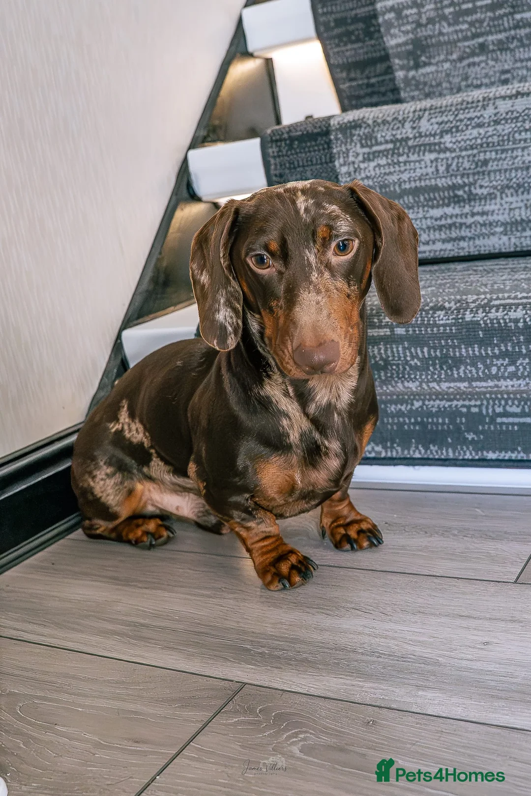 Miniature Dachshund dogs for stud: Chocolate Dapple Mini Dachshund Stud – Enzo 🐾 in Bedworth - Advert 1