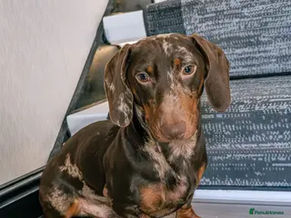 Miniature Dachshund dogs Chocolate Dapple Mini Dachshund Stud – Enzo 🐾 in Bedworth - Advert 4