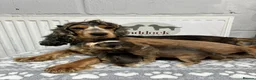 Cockalier dogs for sale: ✨ Superb Cockalier Puppies ✨ - Advert 8