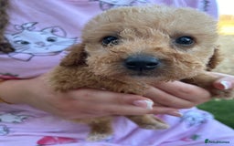 Jackapoo dogs for sale: Cream jackapoos f1b short legged  - Image 6