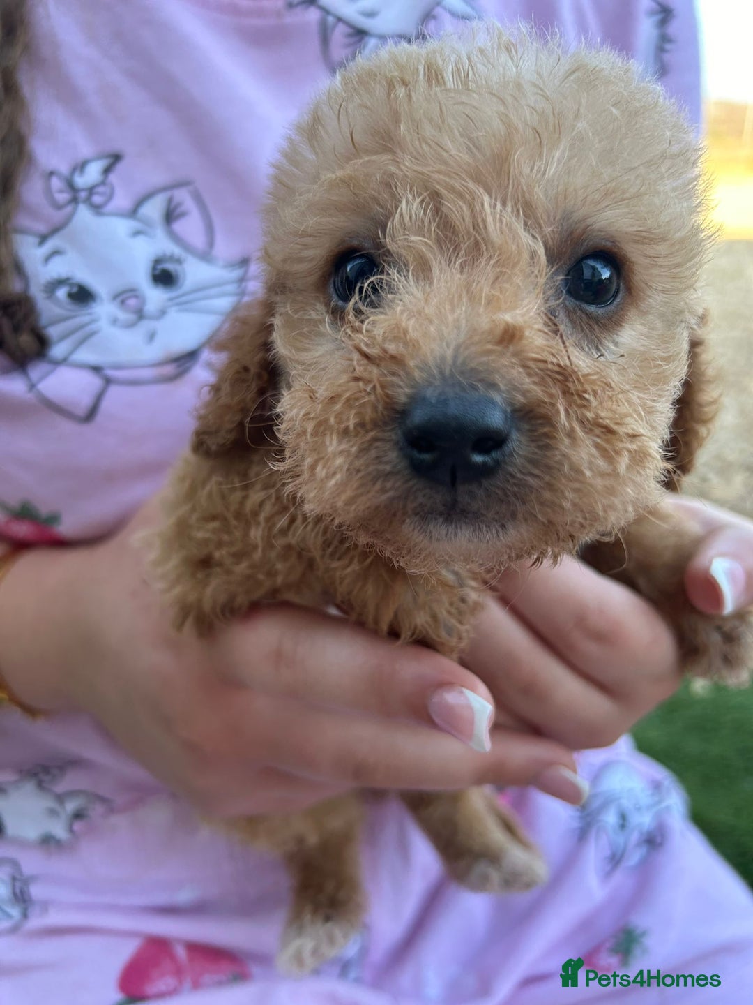 Jackapoo dogs for sale: Cream jackapoos f1b short legged  - Image 6