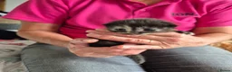 Mixed Breed cats for sale: 6 beautiful Kittens  - Advert 9