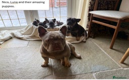 French Bulldog dogs for sale: KC Registered French Bulldog puppies for sale - Image 12