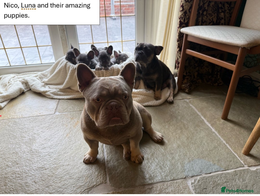French Bulldog dogs for sale: KC Registered French Bulldog puppies for sale - Image 12
