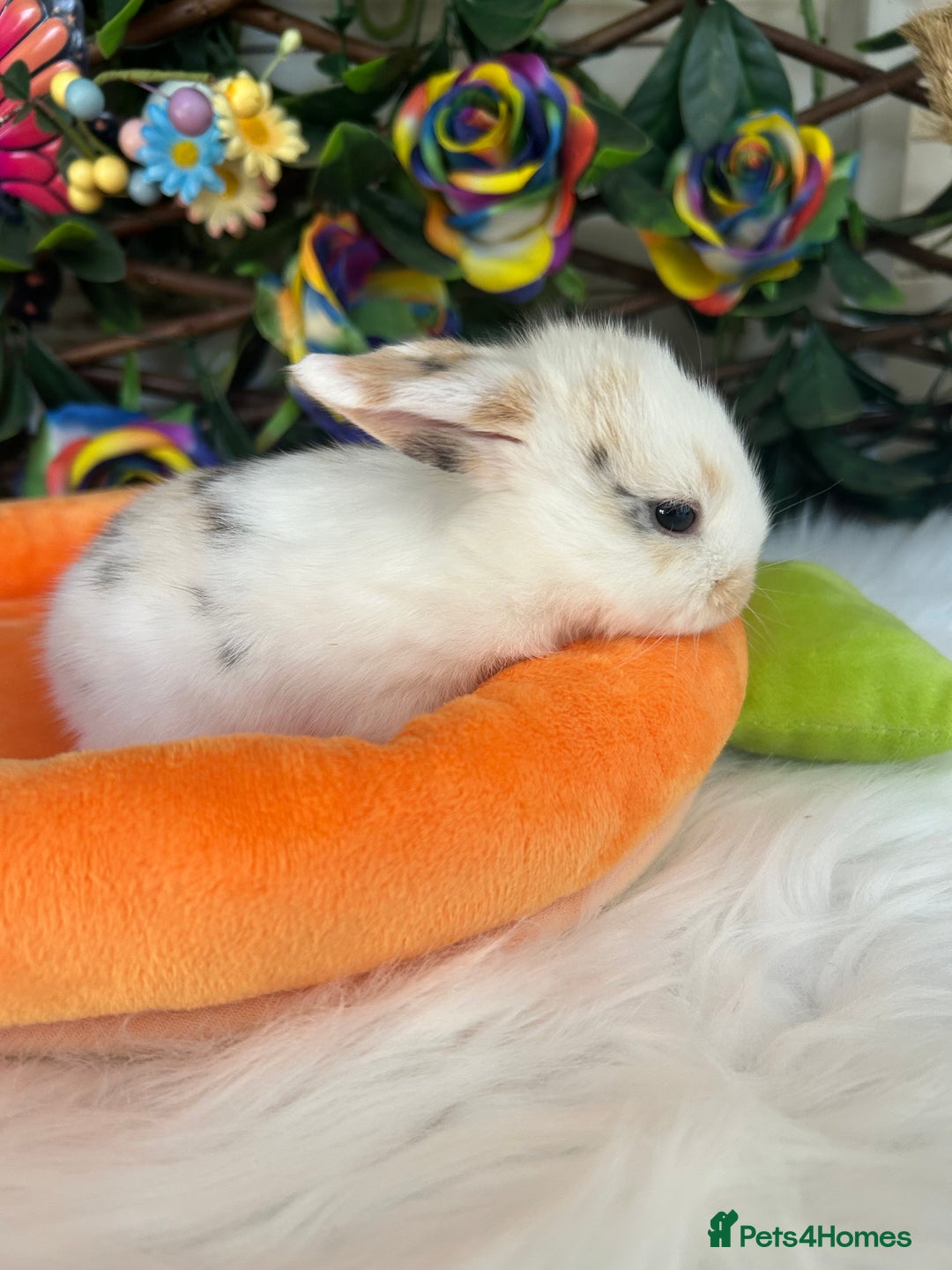 Mini Lop rabbits for sale: Pure Breed Mini lops  - Image 30