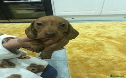Miniature Dachshund dogs for sale: ADORABLE MINIATURE DACHSHUND PUPPIES  - Image 6