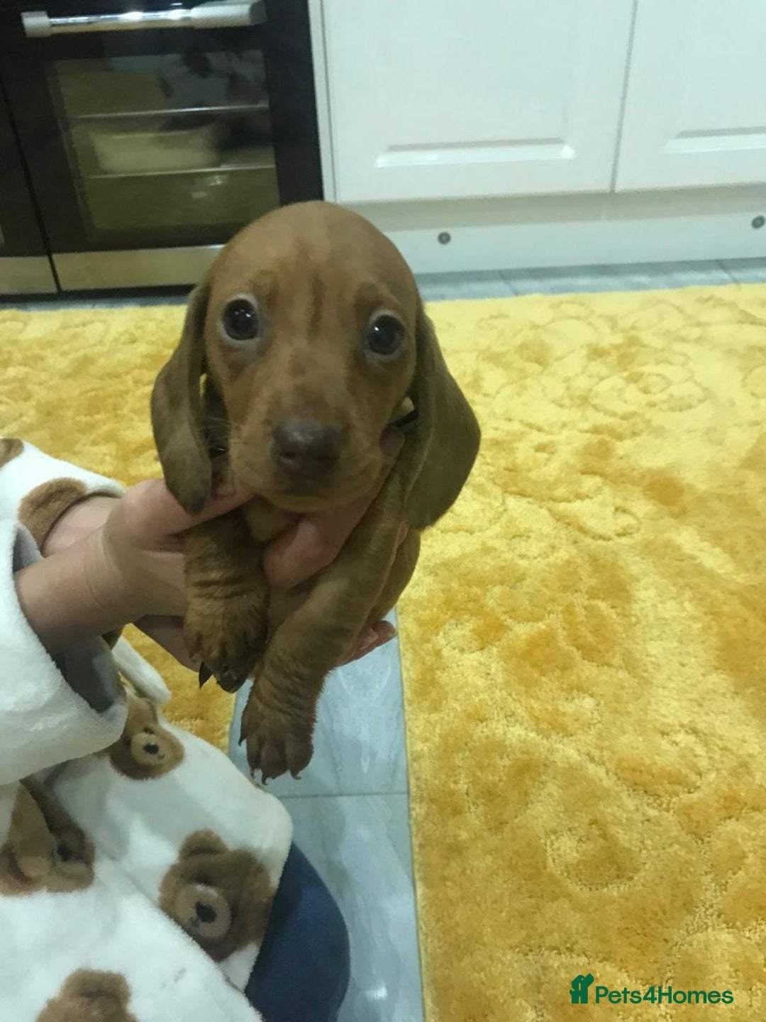 Miniature Dachshund dogs for sale: ADORABLE MINIATURE DACHSHUND PUPPIES  - Image 6