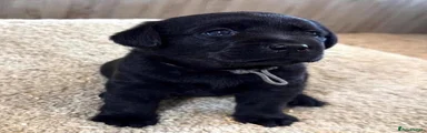 Labrador Retriever 1