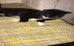 British Shorthair cats for sale: Kittens for a Good loving home  - Image 4