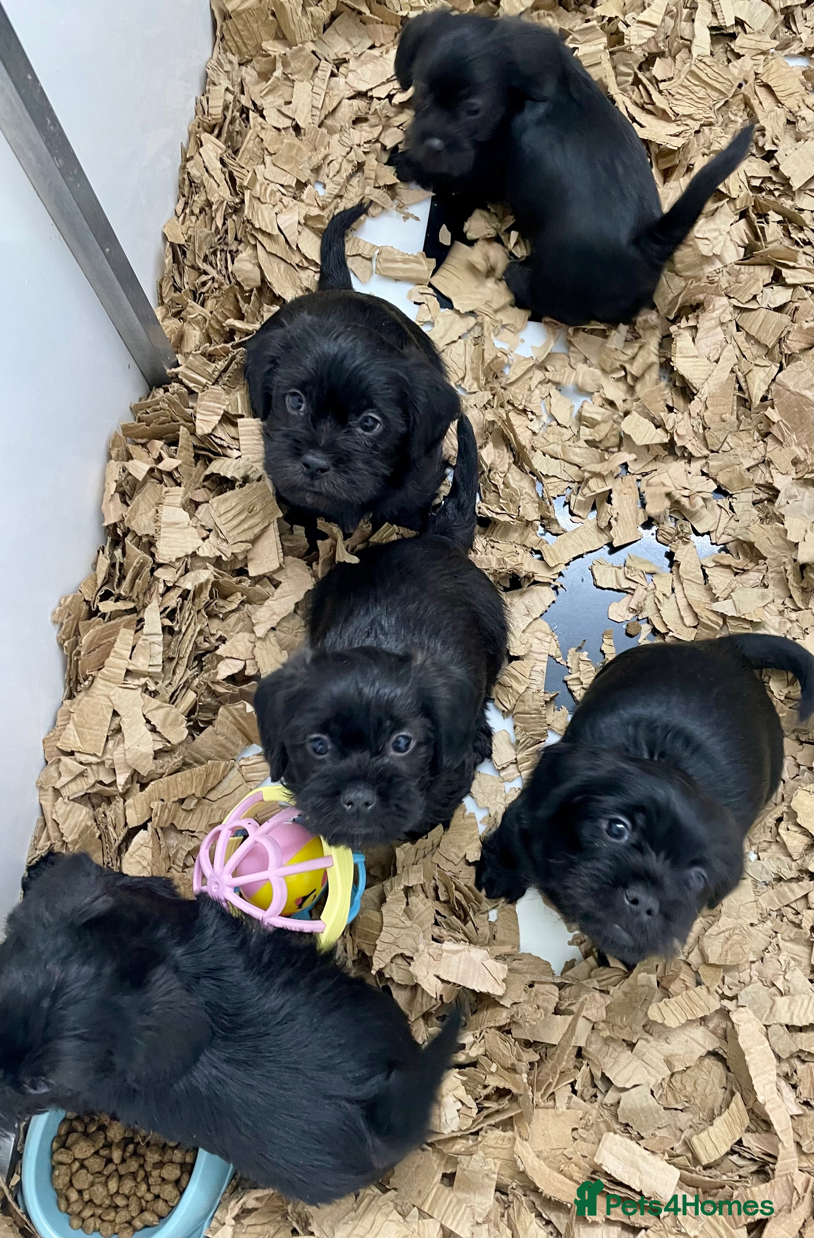 Mixed Breed dogs Shihtzu x mini wire daxi adorable  - Advert 1