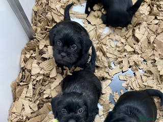 Mixed Breed dogs Shihtzu x mini wire daxi adorable - Advert 1