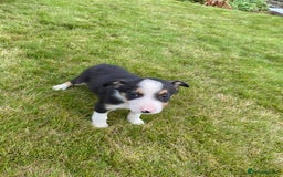 Border Collie dogs for sale: Farm bred border collie pups for sale - Image 5