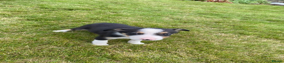 Border Collie Puppy 2