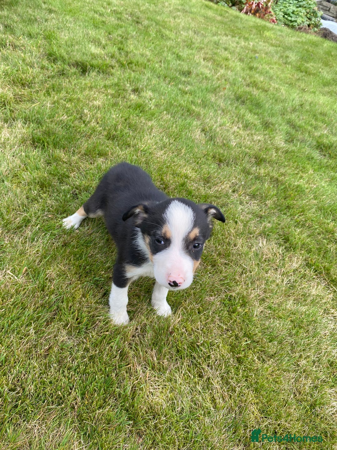 Border Collie dogs for sale: Farm bred border collie pups for sale - Image 5