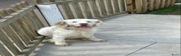 Clumber Spaniel dogs for stud: KC Clumber Spaniel Stud Dog in Doncaster - Advert 4