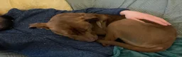 Mixed Breed dogs for sale: Suzie in Ashton-under-Lyne - Advert 4