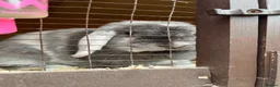 Mini Lop rabbits for sale: Beautiful mini lop ready for new homes  - Advert 17