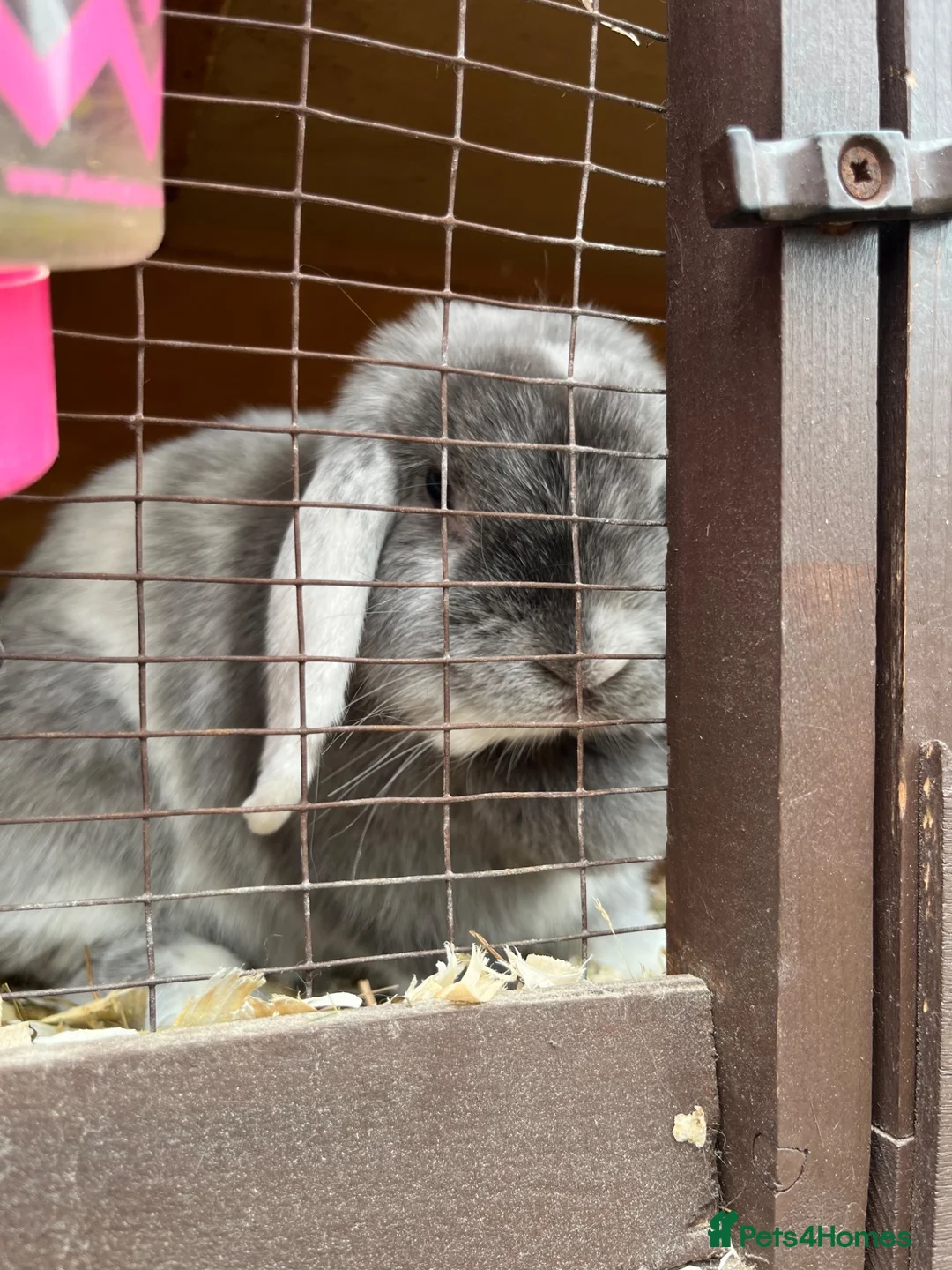 Mini Lop rabbits for sale: Beautiful mini lop ready for new homes  - Advert 17
