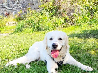 Golden Retriever dogs Stunning cream Golden Retriever for STUD in Lancaster - Advert 1