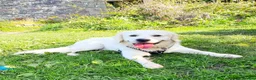 Golden Retriever dogs for stud: Stunning cream Golden Retriever for STUD - Advert 1