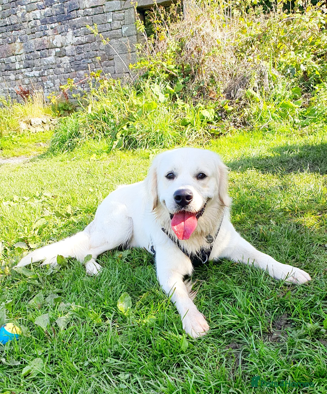 Golden Retriever dogs for stud: Stunning cream Golden Retriever for STUD - Advert 1
