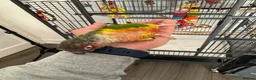 Conures birds for sale: Red factor, yellow sided pineapple conure - Advert 19