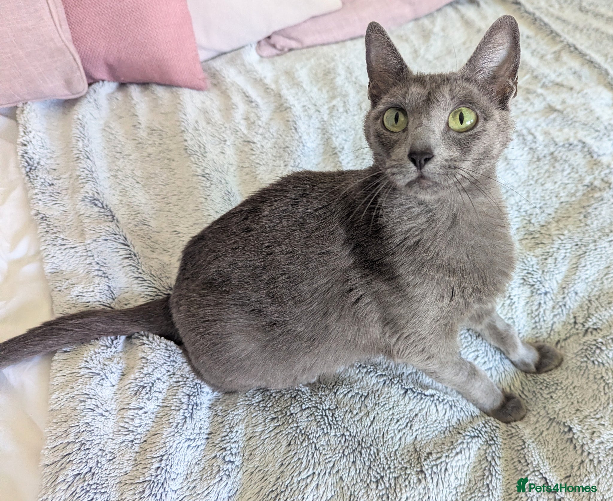 Russian Blue cats for sale: GCCF Registered Mia Seeking a Loving Home - Advert 3