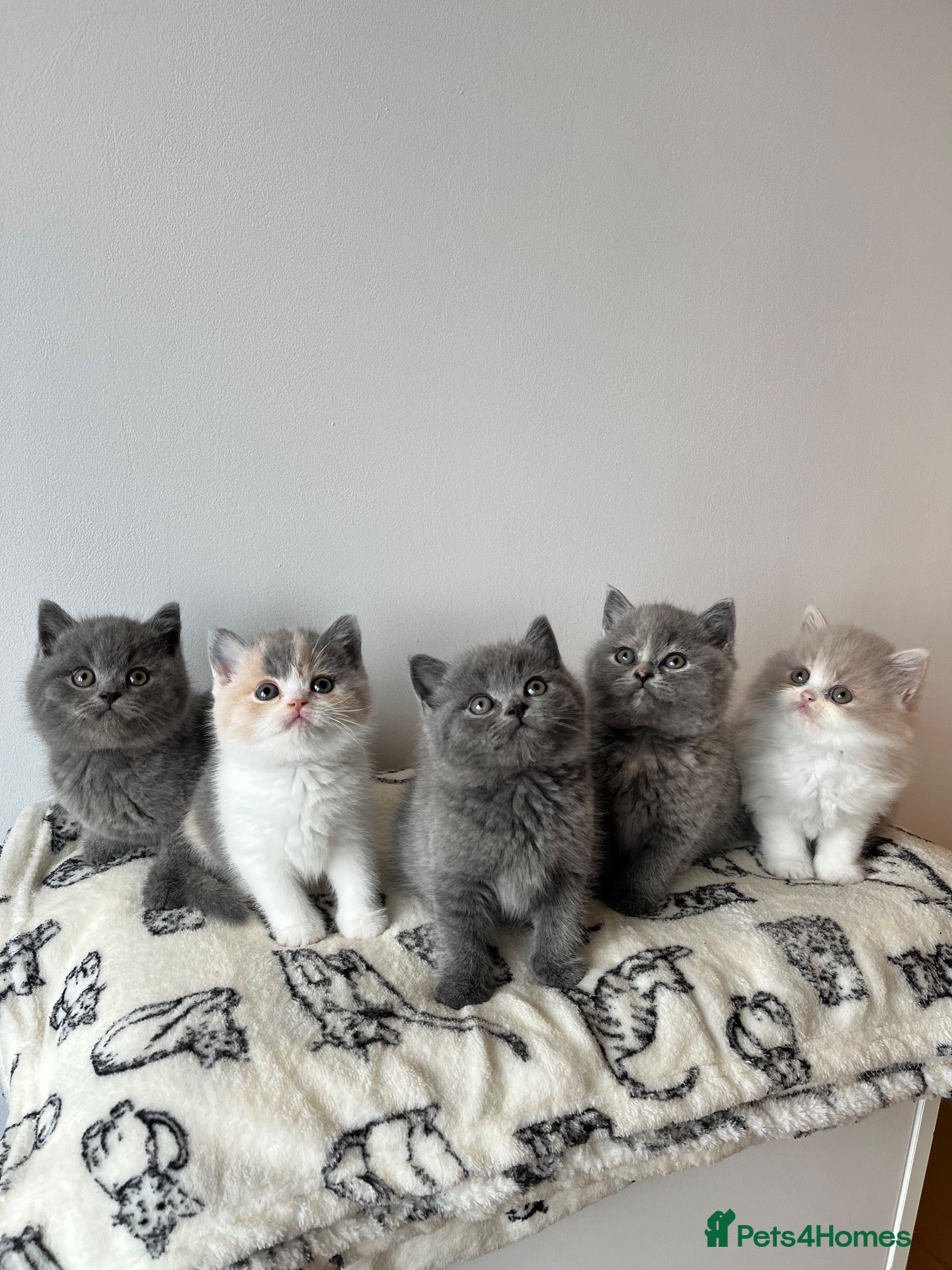 British Shorthair cats Stunning BSH Kittens ✨🐱 - Advert 9