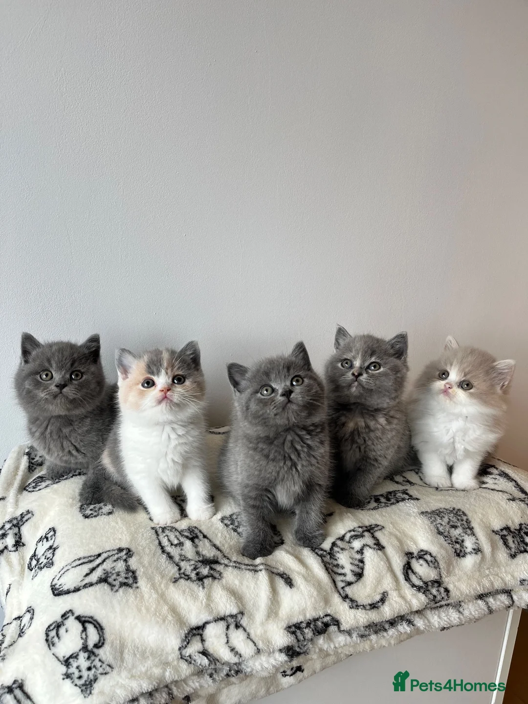 British Shorthair cats for sale: Stunning BSH Kittens ✨🐱 - Advert 1