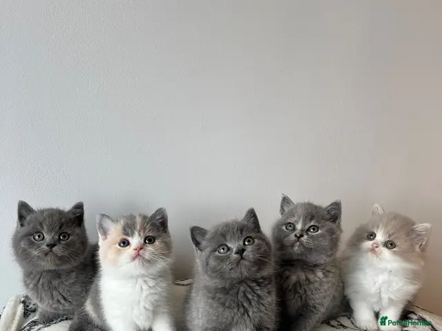 British Shorthair cats Stunning BSH Kittens ✨🐱 - Advert 9