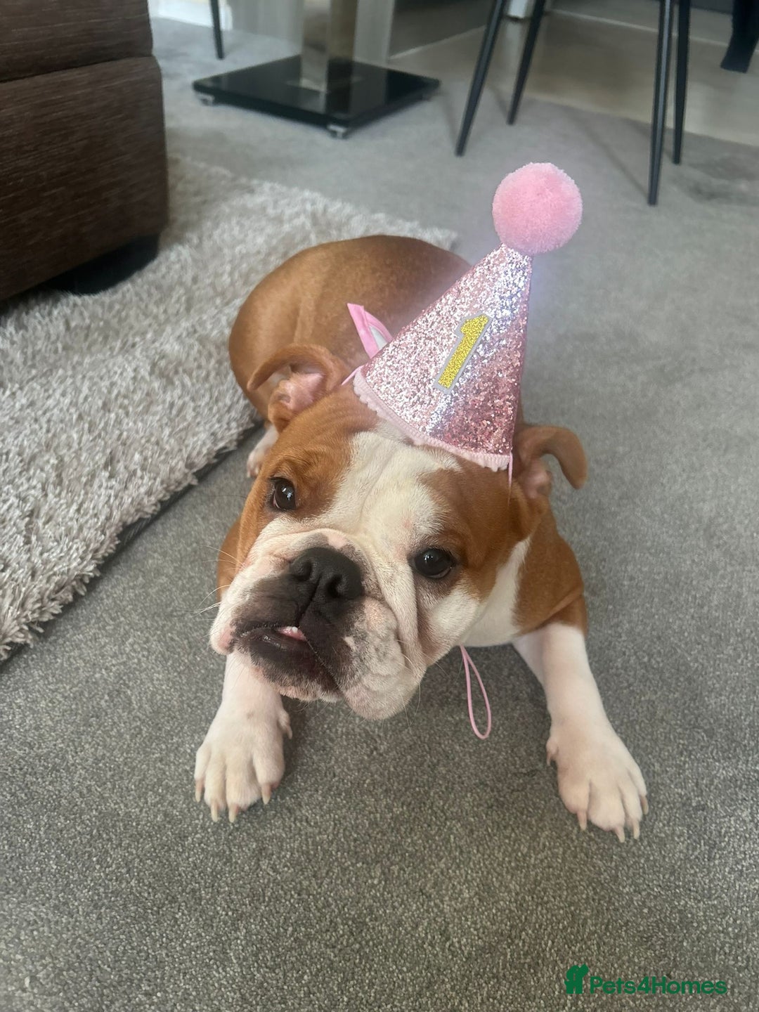 English Bulldog dogs for sale: English bulldog 1 year old for sale - Advert 4