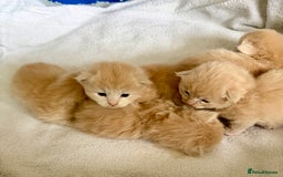 Ragcoon cats for sale: Ragdol Maincoon Cross vert rare fawn colour - Image 1