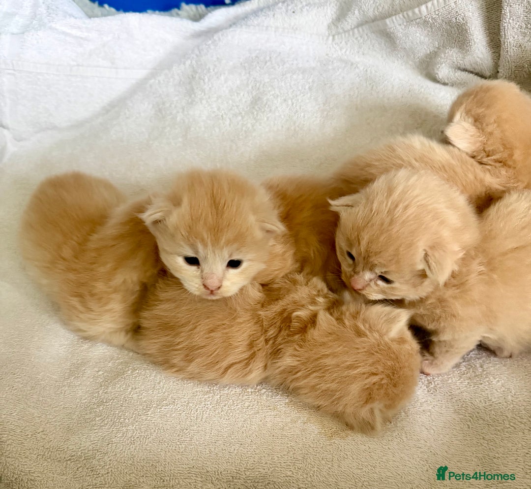 Ragcoon cats for sale: Ragdol Maincoon Cross vert rare fawn colour - Image 1
