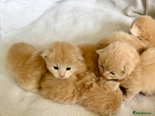 Ragcoon cats - Advert 2