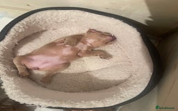 Mixed Breed dogs for sale: French pomerdogs  - Image 18