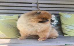 Pomeranian dogs for sale: Kc teddy bear pom babies  - Image 7