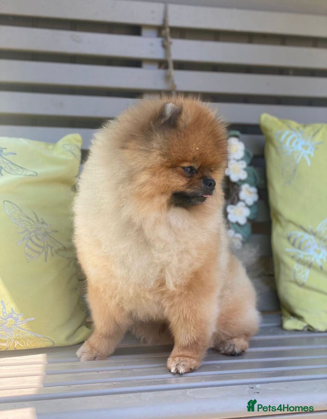 Pomeranian dogs for sale: Kc teddy bear pom babies  - Image 7