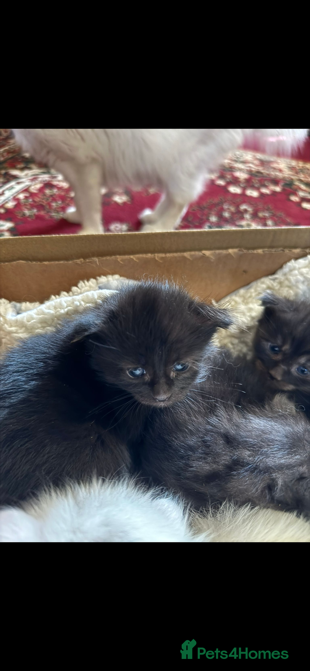 Maine Coon cats for sale: Maine coon kittens - Image 4