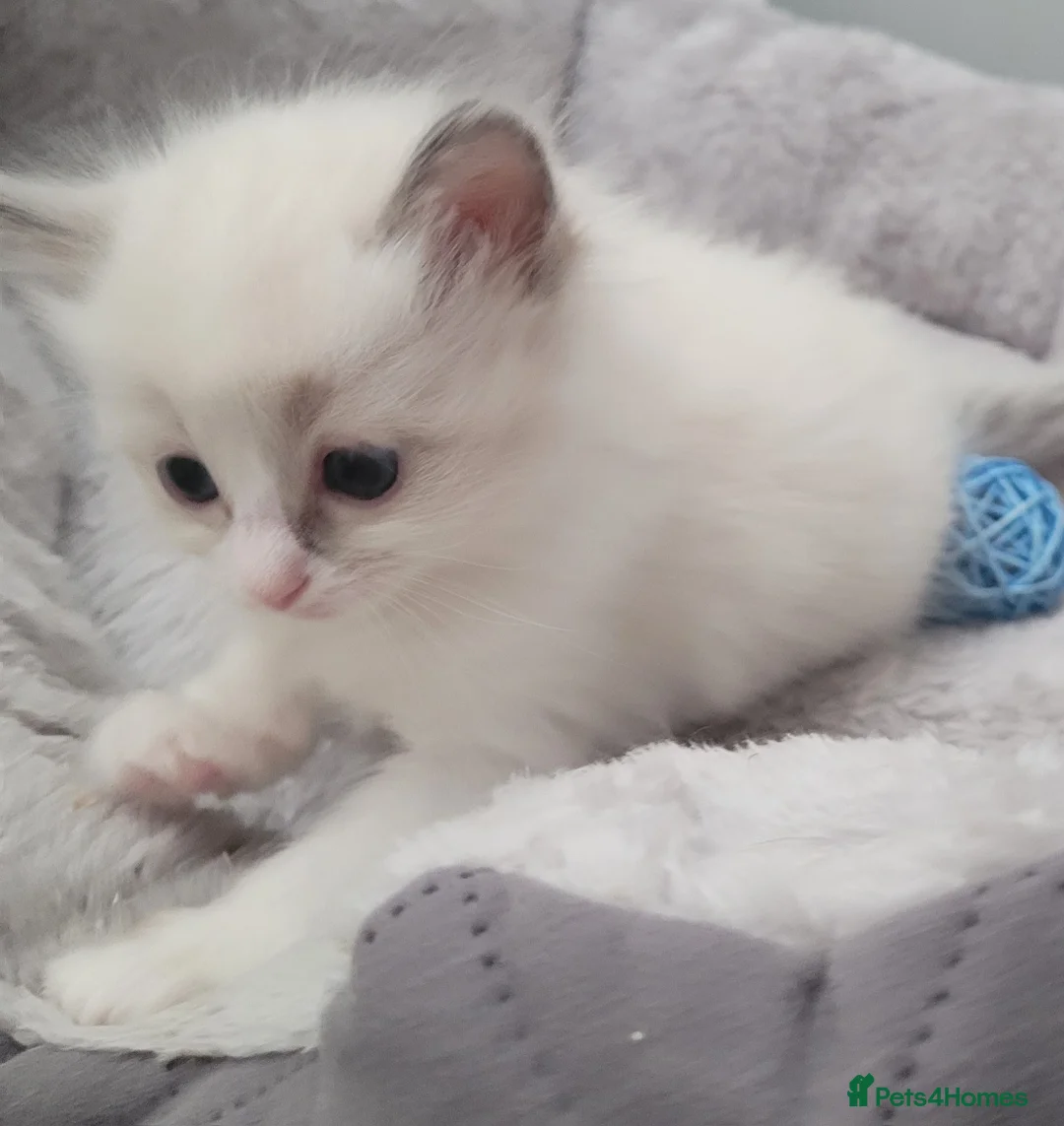 Ragdoll cats for sale: Ragdoll Kittens 🩷 - Advert 5