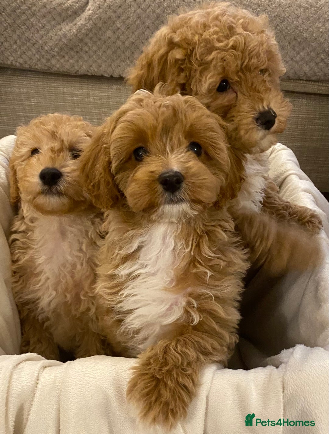 Cavapoo dogs for sale: RED & WHITE CAVAPOO PUPPIES TOP QUALITY BREEDER - Advert 21