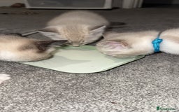 Mixed Breed cats for sale: Beautiful mix breed kittens - Image 3