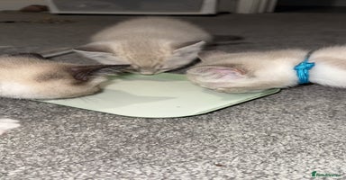 Mixed Breed cats - Advert 14