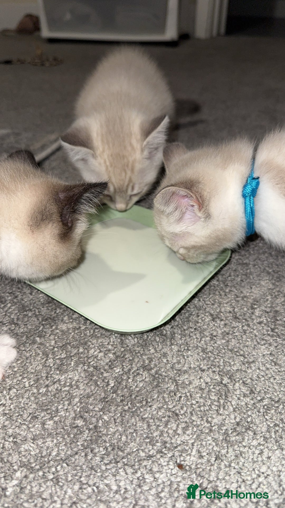 Mixed Breed cats for sale: Beautiful mix breed kittens - Image 3